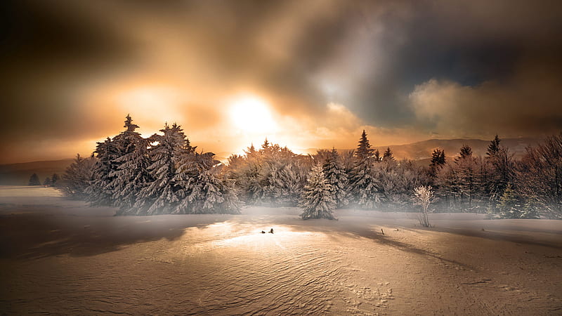 Snow Covered Forest With Trees During Sunset Winter, HD wallpaper
