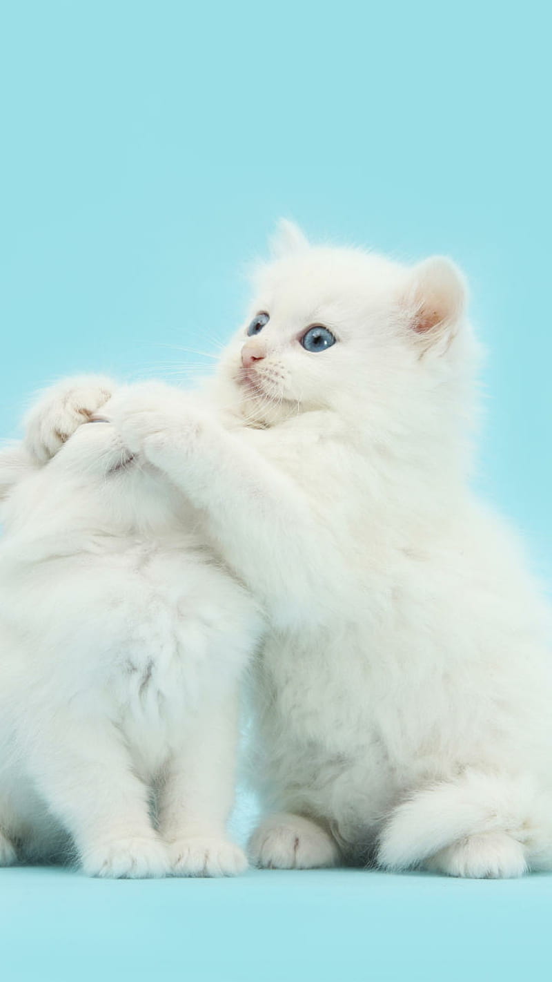 Kitten love, cat, cute kitten, kitty, pets, HD phone wallpaper