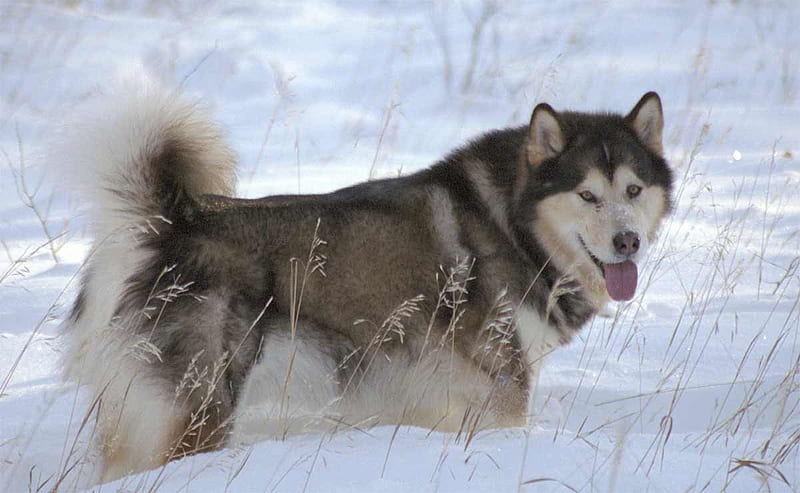 Alaskan Malamute, snowdog, malamute, sledgedog, dog, husky, HD ...