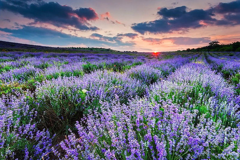 Sea of lavender, pretty, grass, lavender, sunset, carpet, fragrance, clouds, sea, nice, light, rowws, amazing, lovely, scent, sky, freshness, ebautiful, rays, summer, nature, meadow, field, HD wallpaper