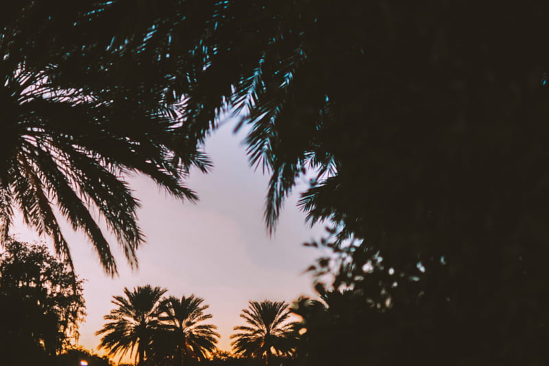 palm trees, dark, dusk, tropics, evening, HD wallpaper