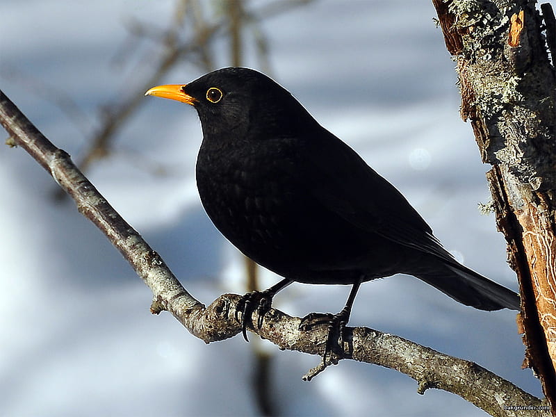 Blackbird, tree, black, yellow beak, small, branch, HD wallpaper