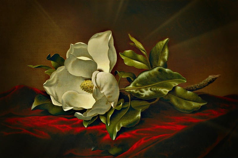 ABSTRACT MAGNOLIA, magnolia, abstract, fantasy, ditigal art, digital, flowers, nature, white, natural scene, HD wallpaper
