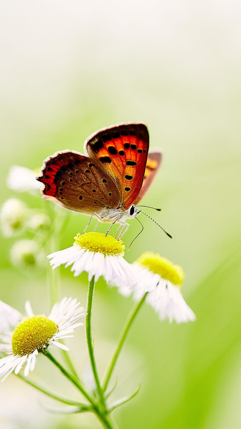 Butterfly , flower, white flower, insect, colorful, HD phone wallpaper