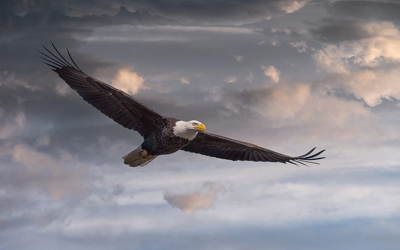 Bald Eagle, bird of prey, flying bird, symbol of USA, blue sky, eagles, HD wallpaper