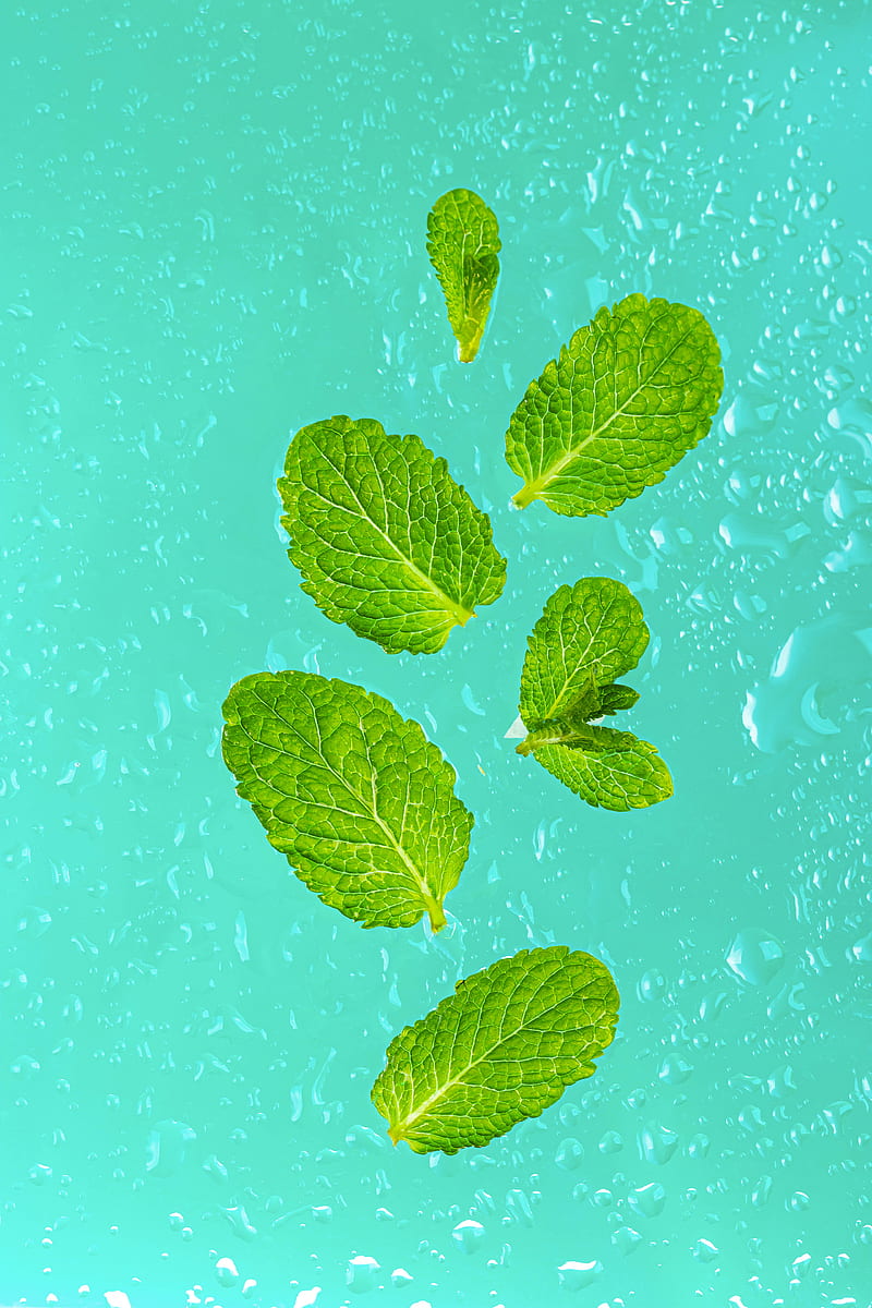 mint, leaves, drops, macro, green, HD phone wallpaper