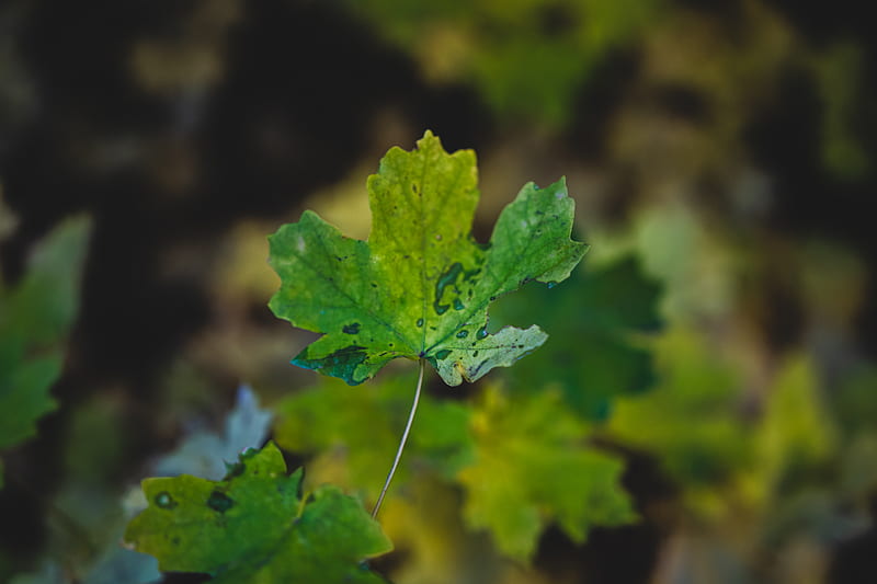 Green maple leaf in close up graphy, HD wallpaper | Peakpx