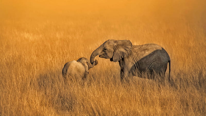 Africa Baby Animal Elephant On Dry Grass African, HD wallpaper