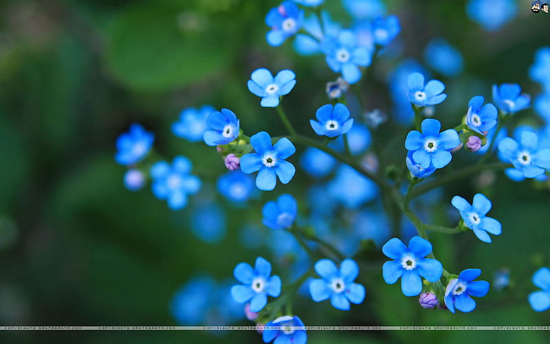 Flowers Make Me Feel Good, flowers, blue, good, sweet, HD wallpaper