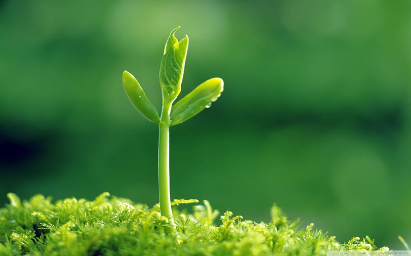 green sprout, nature, sprout, green, plant, HD wallpaper