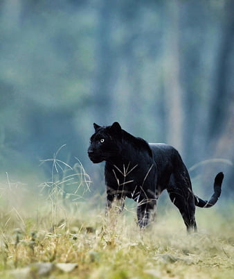 Black panther, predator, panther on a black background, wild animals ...