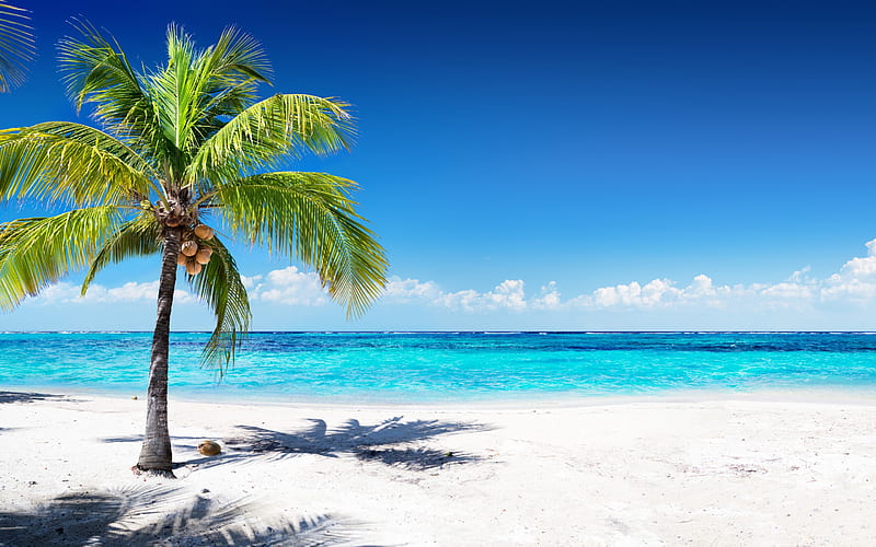 coconuts on palm tree, tropical island, travel concepts, summer, ocean, blue lagoon, azure, beach, sand, waves, palm, HD wallpaper