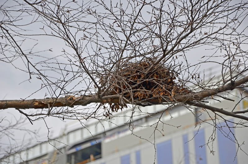 Empty birds nest -spring 2014 @ City Hall Brampton Ontario Canada, Ontario, Brampton, Canada, bird nest, empty, HD wallpaper