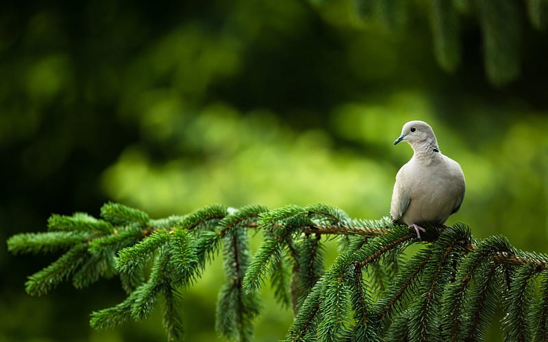 Dove, pigeon, tree, needles, bird, green, pine, branch, HD wallpaper