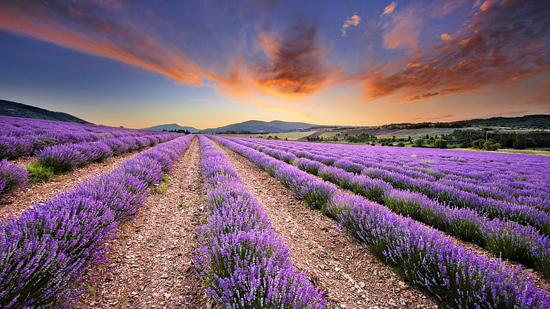Lavender Field, hills, colors, sunset, clouds, rows, sky, landscape, HD wallpaper