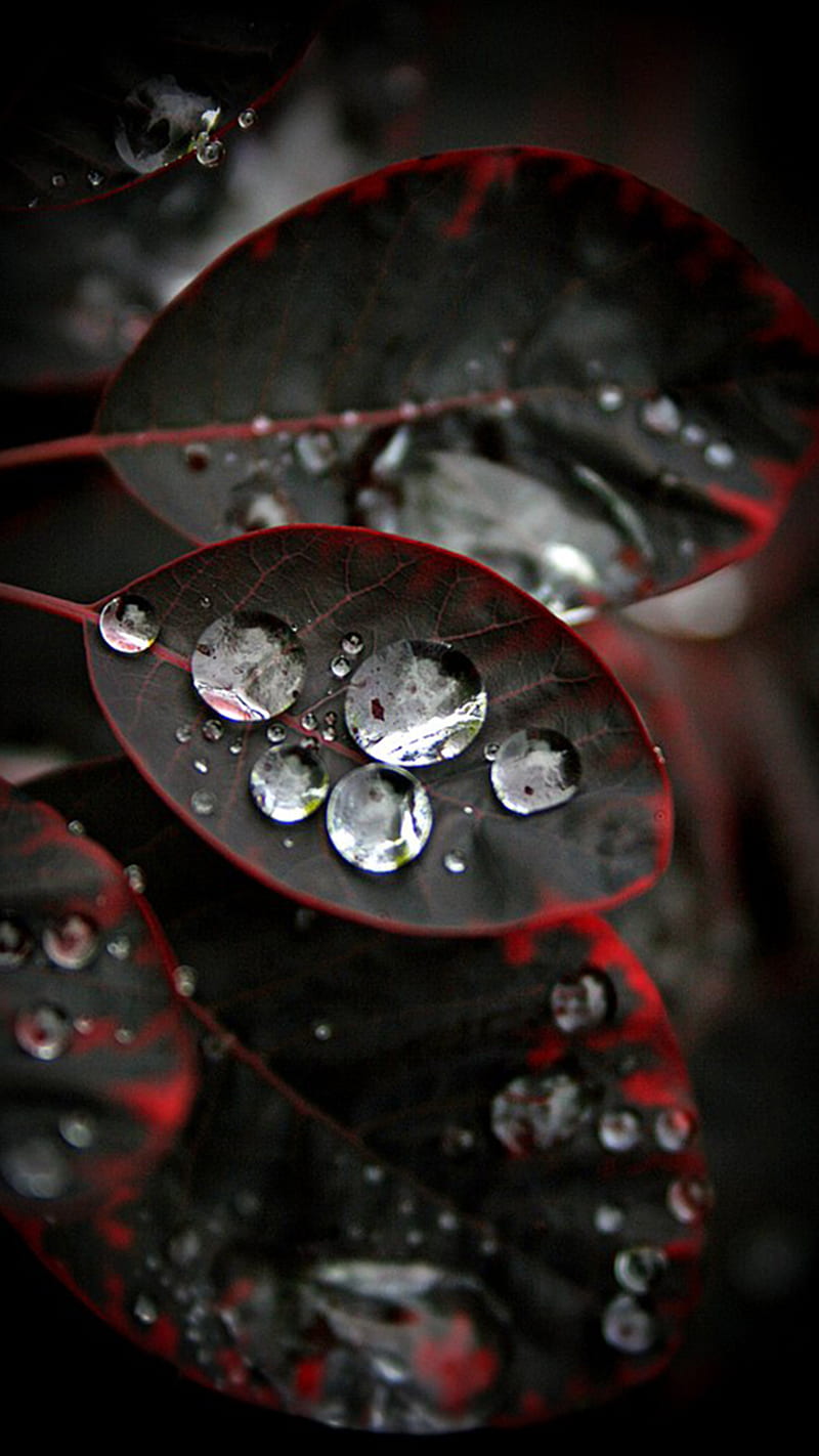 Black Red Leaves, drops, rain, HD phone wallpaper