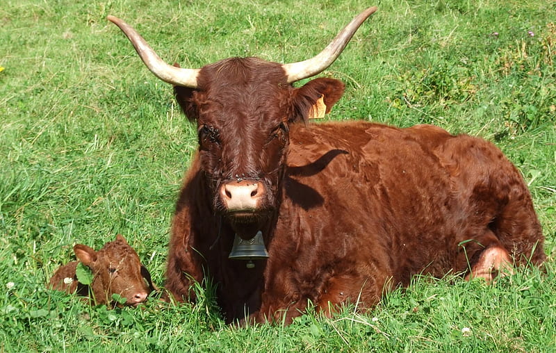 Cow witth Calves (WDS), , alp, cow, wds, calves, animals, cows, HD wallpaper