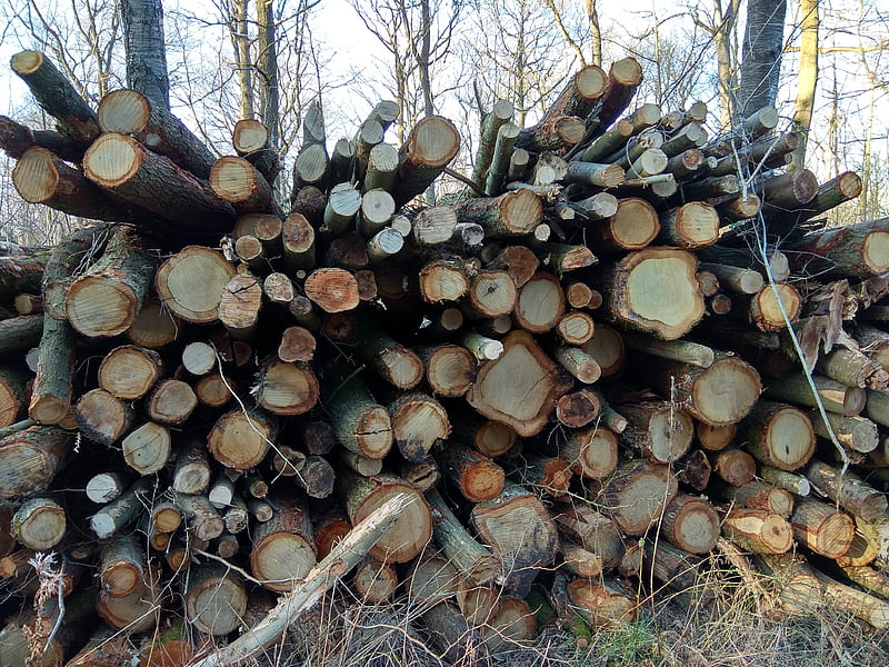 Natural Wood Pile, nature, wood, HD wallpaper
