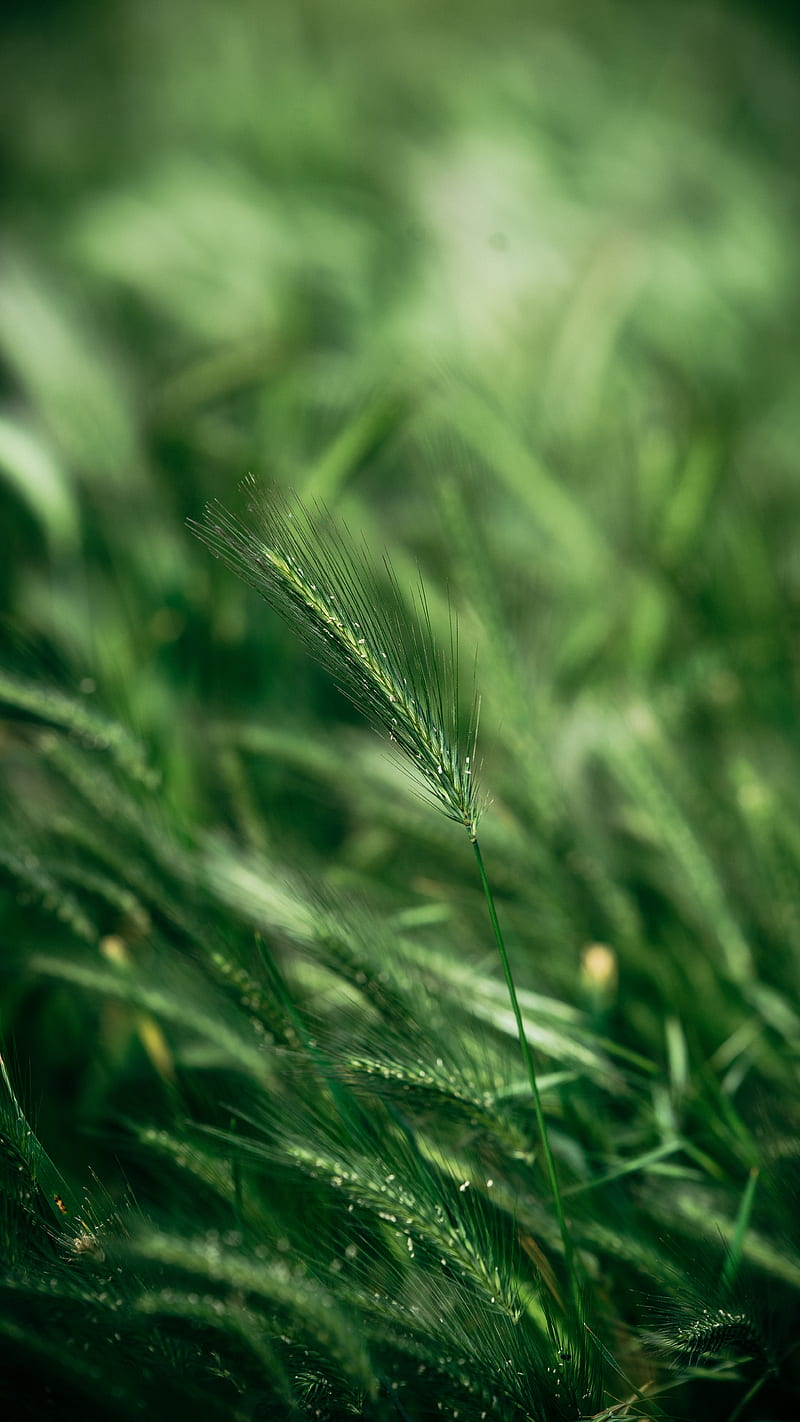 spike, macro, grass, green, HD phone wallpaper