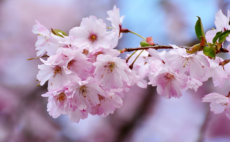 Japanese Cherry Blossom Close-up Ultra, Seasons, Spring, Nature, Flowers, Blooming, Blossom, Bloom, Closeup, Springtime, Twig, cherryblossom, treebranch, HD wallpaper