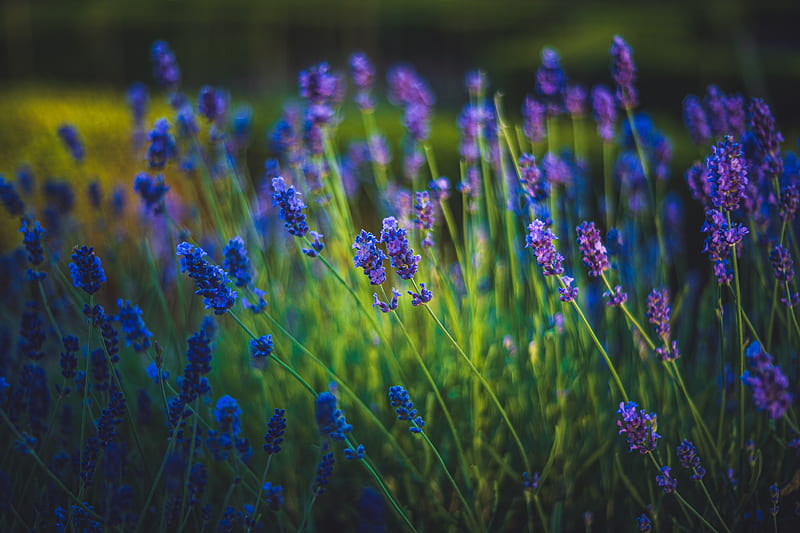 lavender, flowers, bloom, spring, grass, HD wallpaper