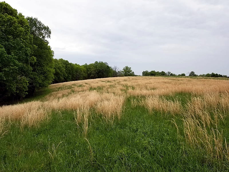 Scattered Grasslands, Forests, Fields, Rural, Nature, Tennessee, HD wallpaper