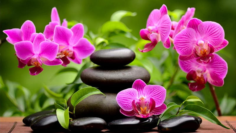 ORCHID SPA, EXOTIC, PINK, SPA, ORCHID, HD wallpaper