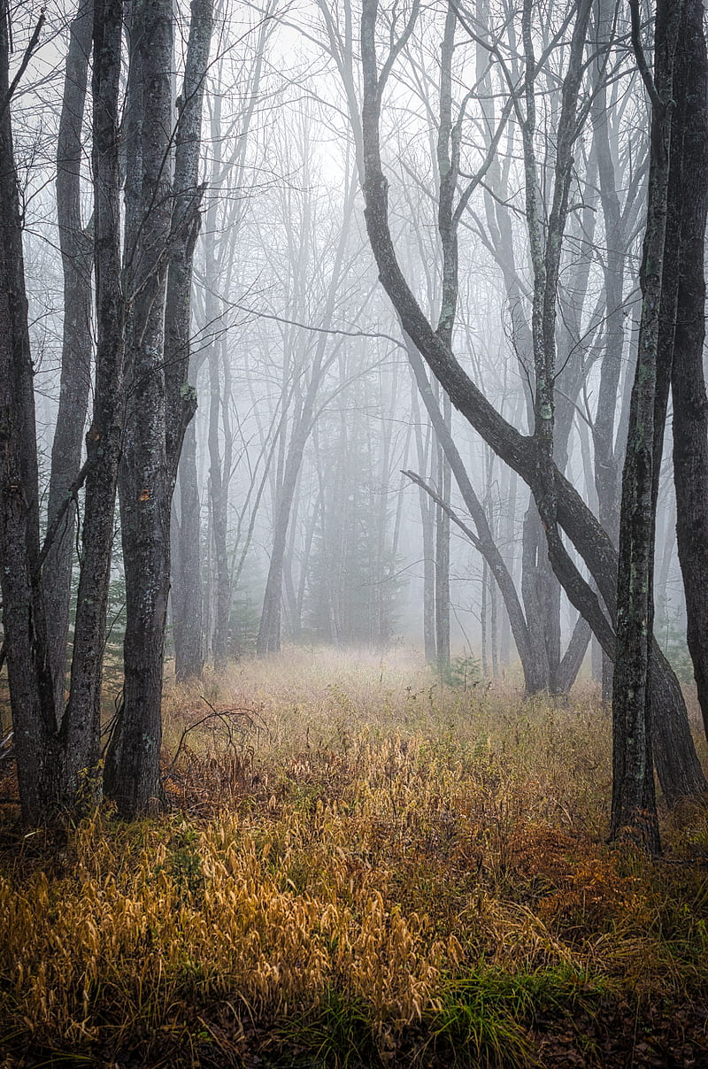 trees, grass, fog, forest, dry, HD phone wallpaper