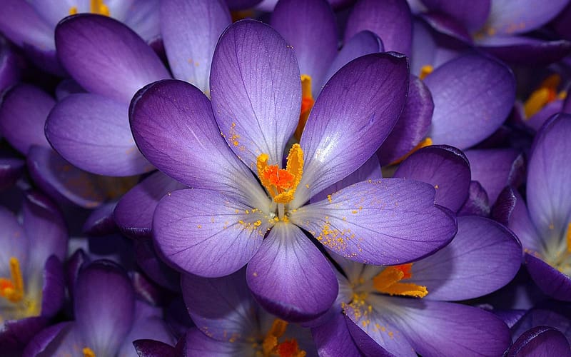 Crocuses, nature, purple, saffron, macro, spring, crocus, flower, brebenel, orange, HD wallpaper
