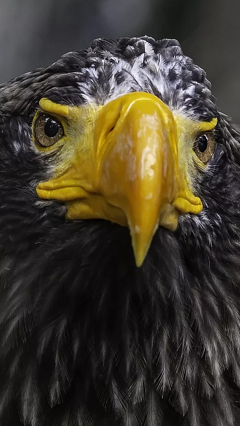 1920x1080px, 1080P free download | Eagle, bird, face, close up, yellow ...