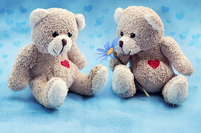 Teddy Love, cute, Love, romantic, Teddy, HD wallpaper | Peakpx