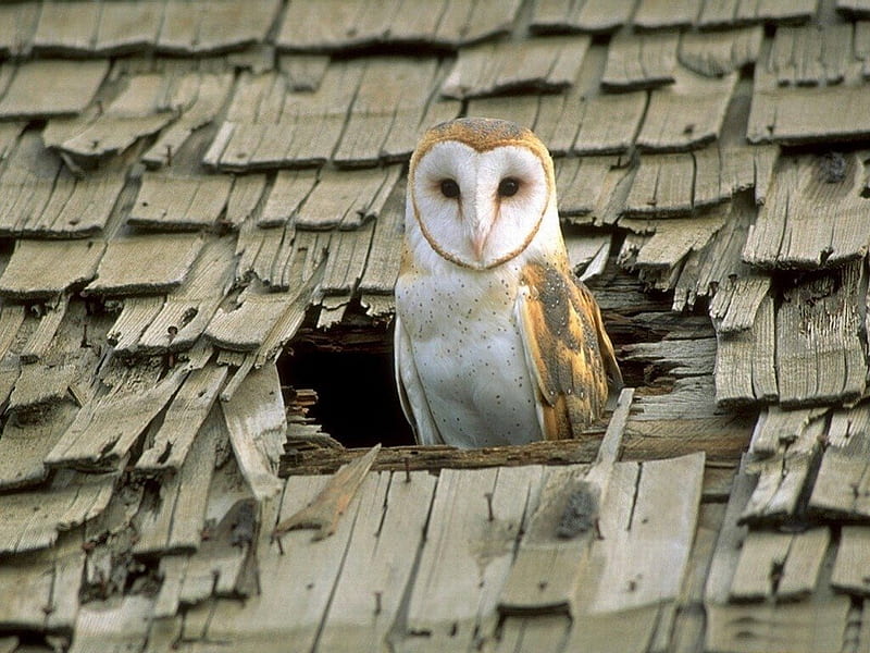 *** Owl on the roof ***, zwierzeta, dach, sowa, ptaki, HD wallpaper
