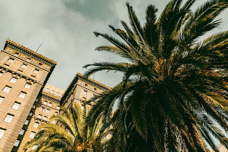 palm tree, building, houses, windows, HD wallpaper palm tree, building, houses, windows, HD wallpaper