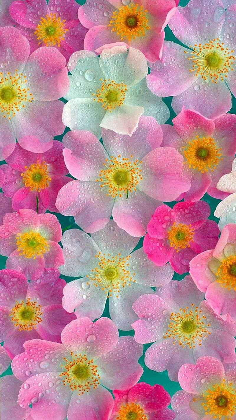 Pink Neon Flowers, flower, HD phone wallpaper