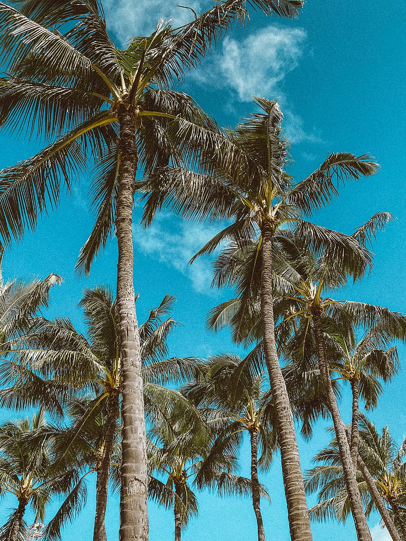 Green Palm Trees Under Blue Sky, HD phone wallpaper