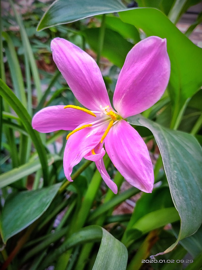Flower , best , green, mobile l, nature, pink flower, rameshvedpathak, HD phone wallpaper