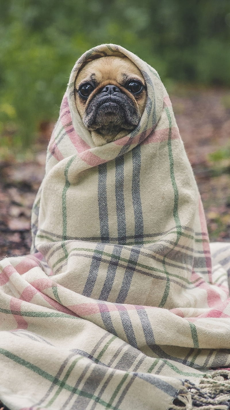 Pug in blanket, dog, pet, HD phone wallpaper