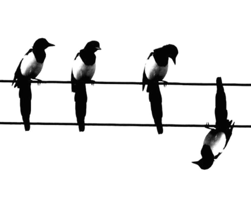Magpies, wire, a, On, turned, HD wallpaper