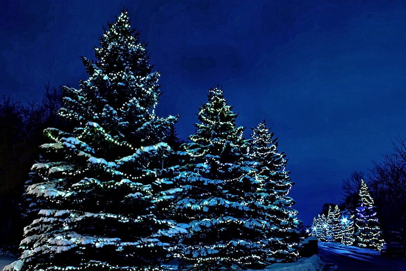 árboles decorados en azul, luces, árboles, naturaleza, invierno, Fondo de  pantalla HD | Peakpx