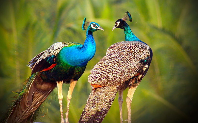 Peacocks, bird, green, pasare, paun, peacock, couple, blue, HD wallpaper