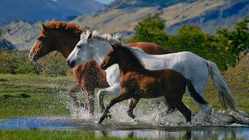 White And Brown Horses With Background Of Mountain Horse, HD wallpaper