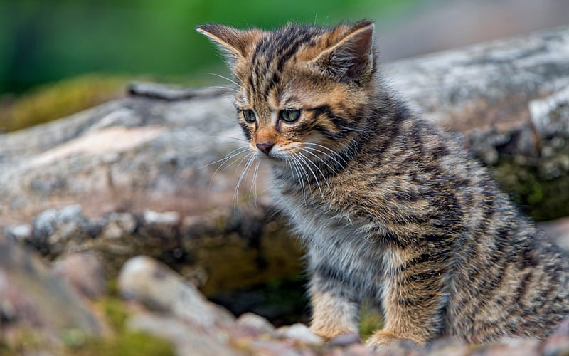 wild forest european cat, little kitty, cute animals, wildlife, forest, cats, HD wallpaper