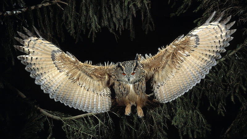 The Great Horned Owl on The Hunt, birds, beauty, nature, owls, HD wallpaper