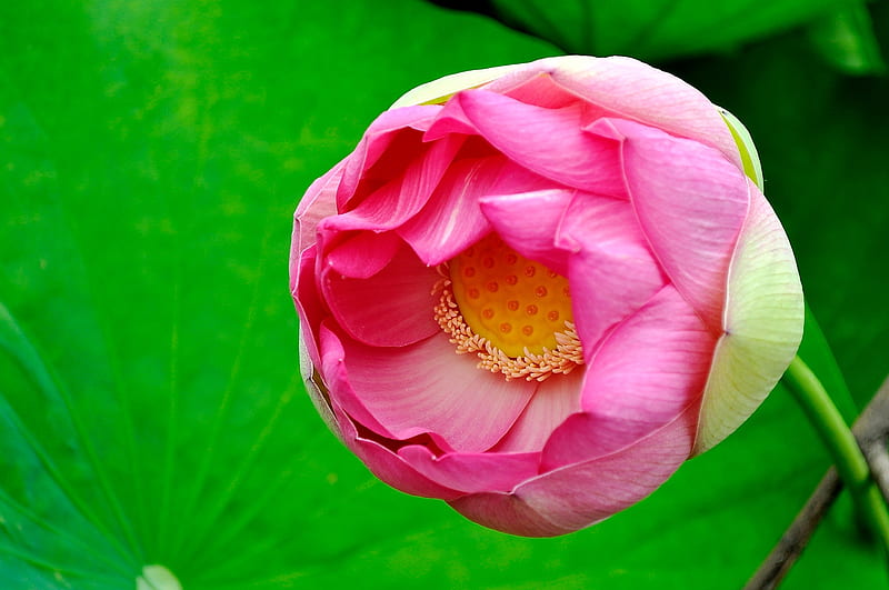 Lotus, waterlily, vara, flower, summer, bud, pink, skin, HD wallpaper