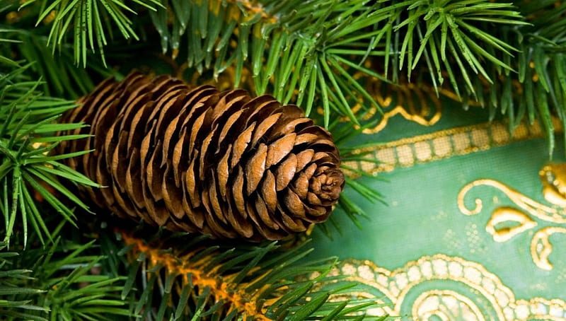 Fresh fir cone, green, fresh, pine cone, fragrance, ornament, HD wallpaper