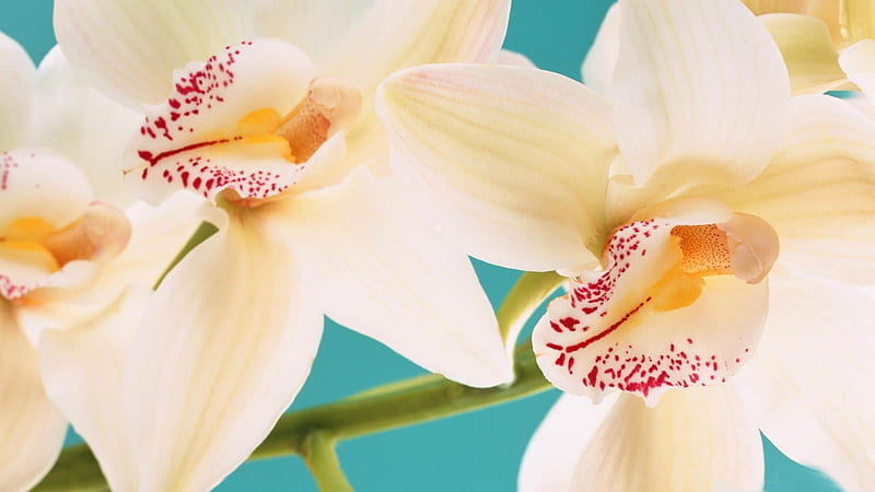 orchid arrangements-spring flowers, HD wallpaper