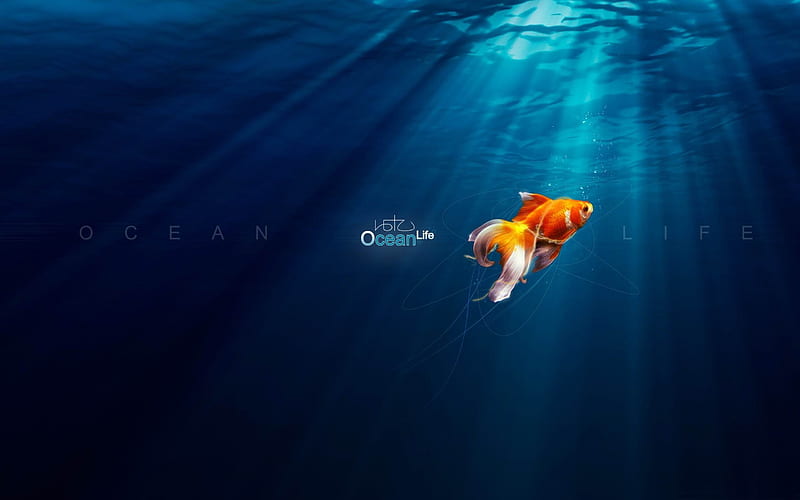 ocean life-PS creative theme design, HD wallpaper