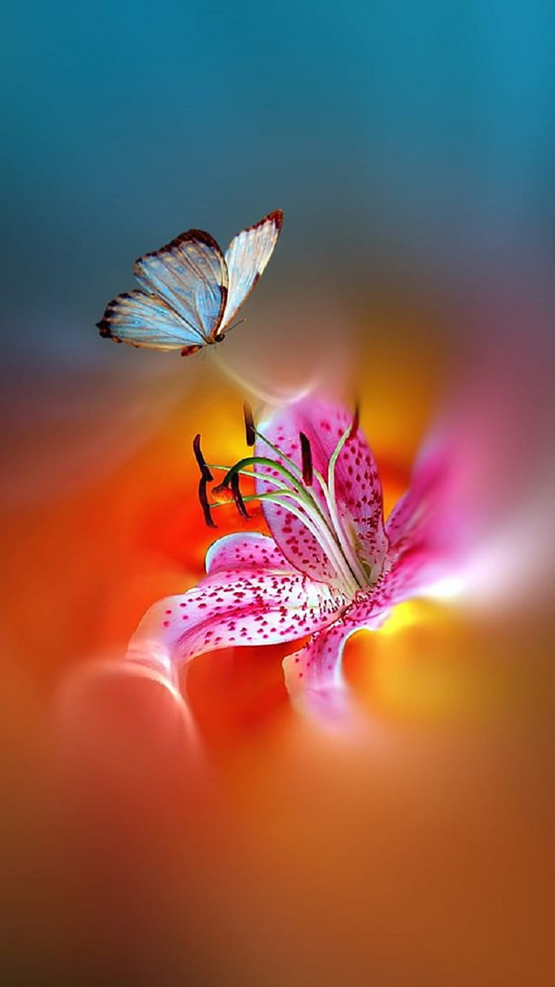 Lily, butterfly, HD phone wallpaper | Peakpx