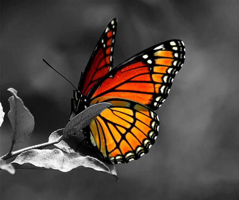 Regal, colorful, stripes, orange, black, leaf, butterfly, bright, nature, Monarch, HD wallpaper