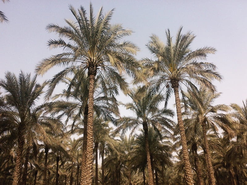 Date Palm, fields, amzing, trees, HD wallpaper